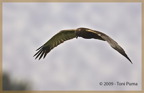 Rapace non identificato