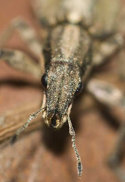 Piccolo Curculionidae siciliano:  Charagmus iintermedius