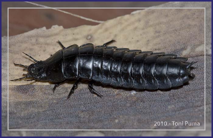 Da determinare: larva di Carabus morbillosus