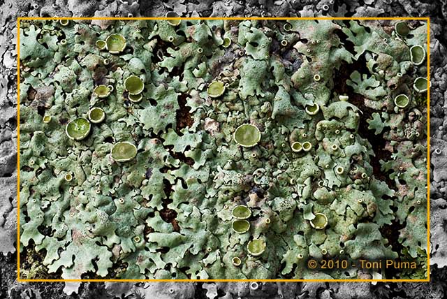 Lichene n.1 da indentificare