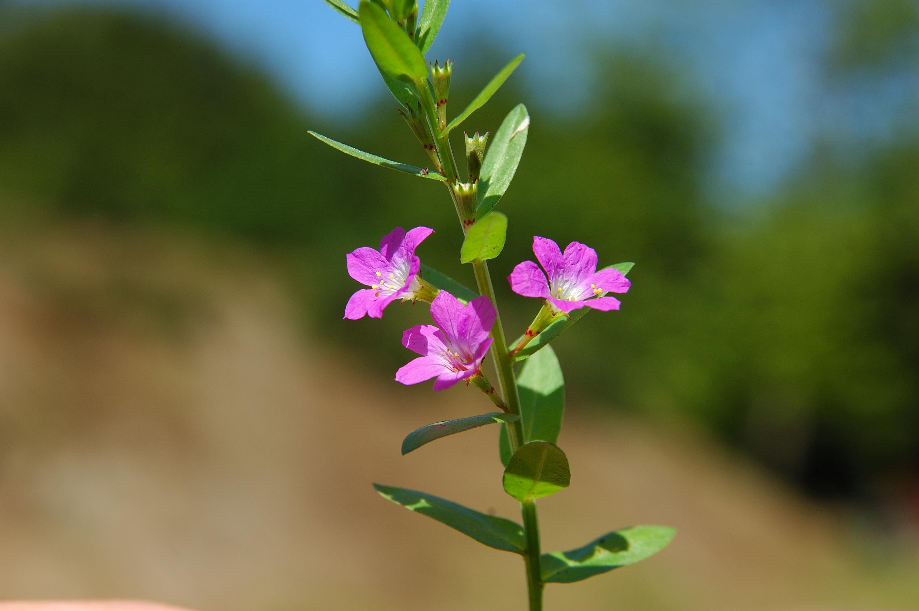 Lythrum junceum / Salcerella meridionale