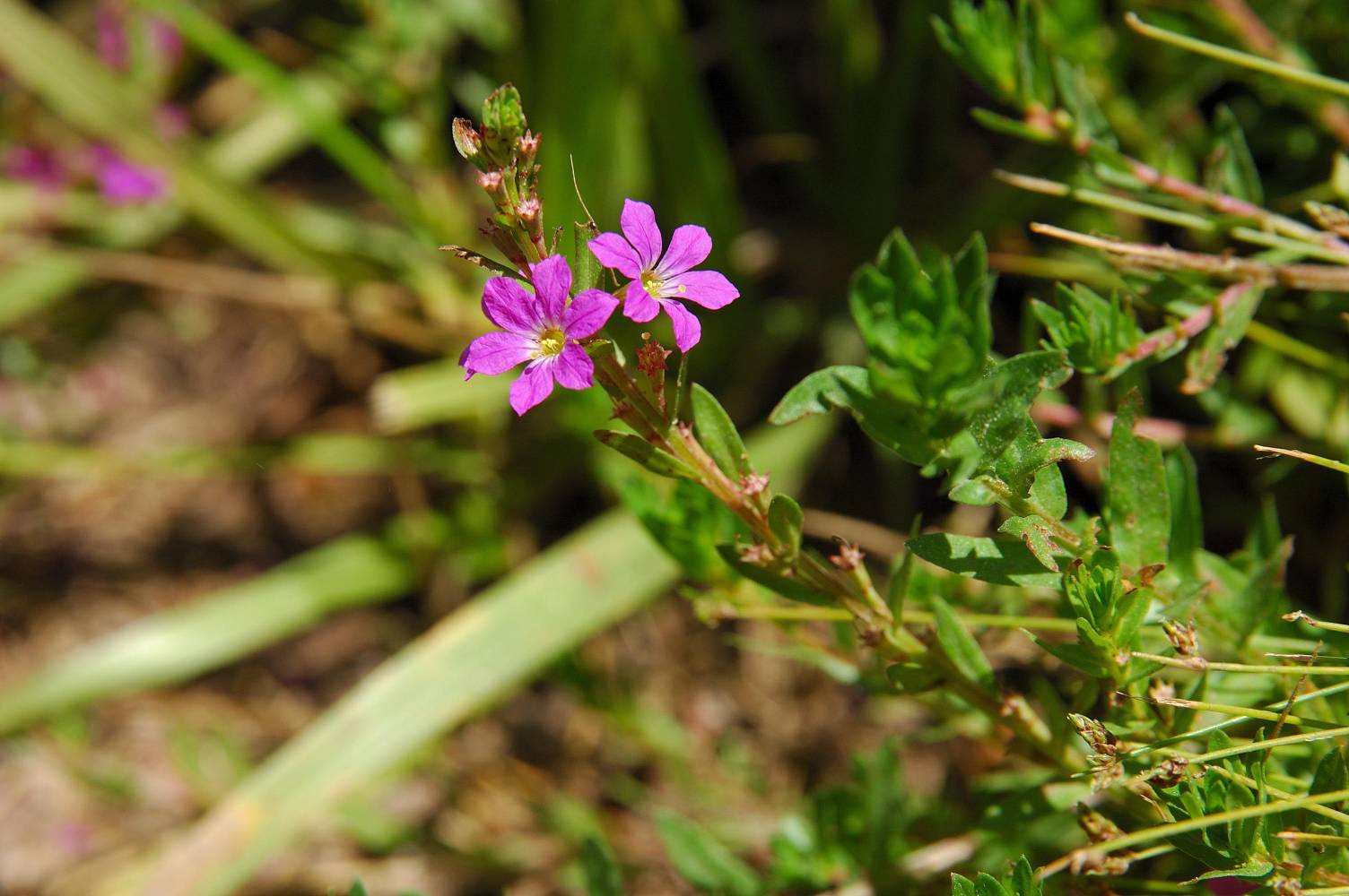 Lythrum junceum / Salcerella meridionale