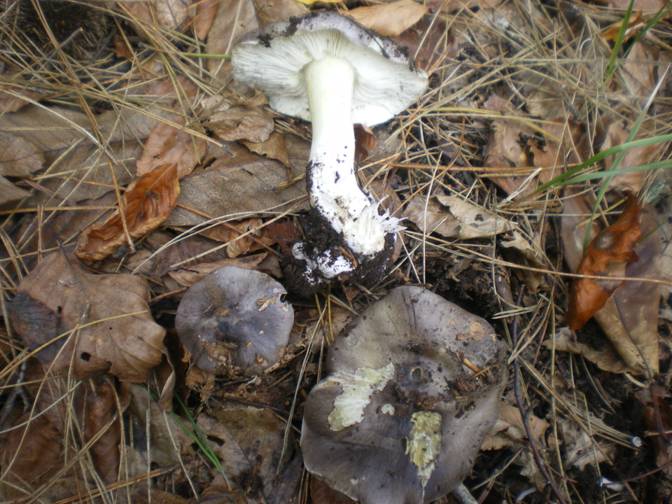 Cos''�...entoloma? e gli altri?
