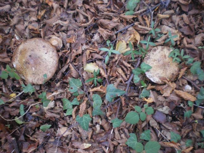 Che funghi sono?