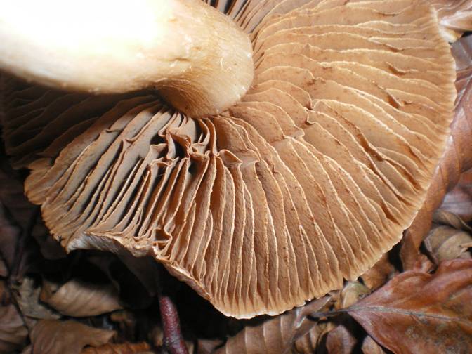 Altri funghi da determinare......