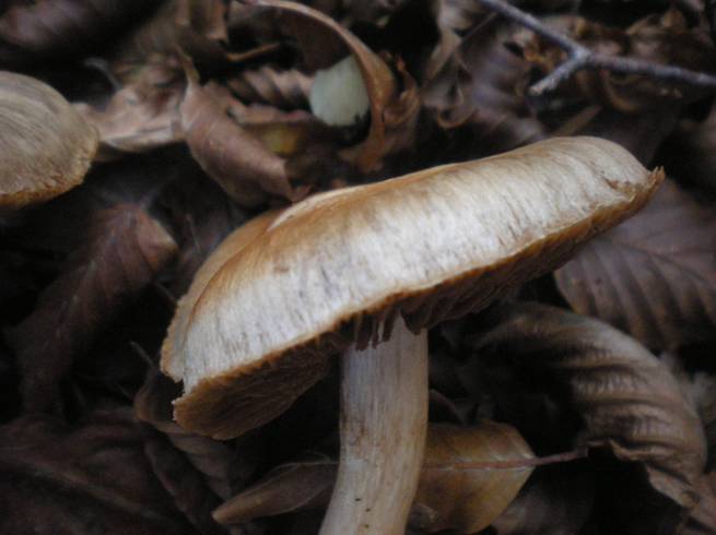 Altri funghi da determinare......