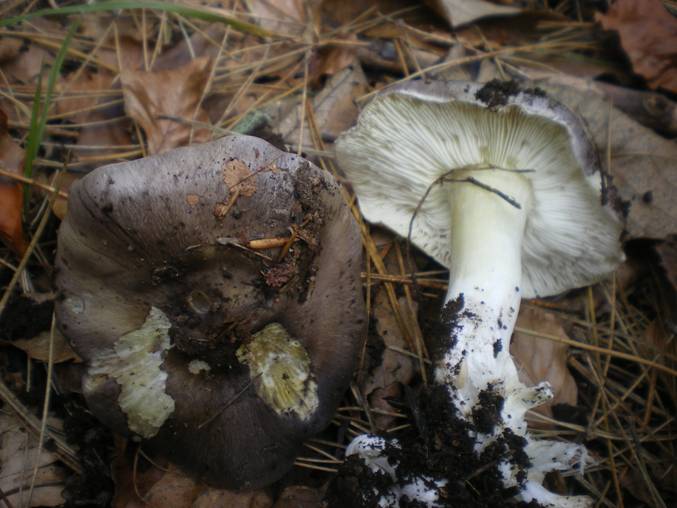 Cos''�...entoloma? e gli altri?