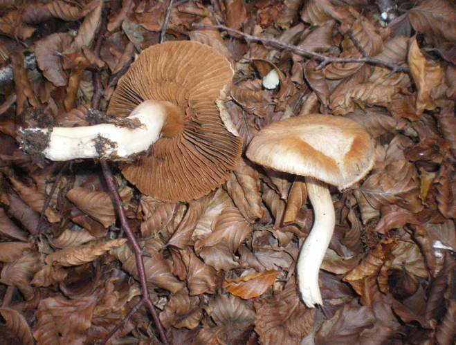 Altri funghi da determinare......