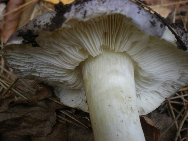 Cos''�...entoloma? e gli altri?