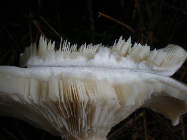 Cos''�...entoloma? e gli altri?