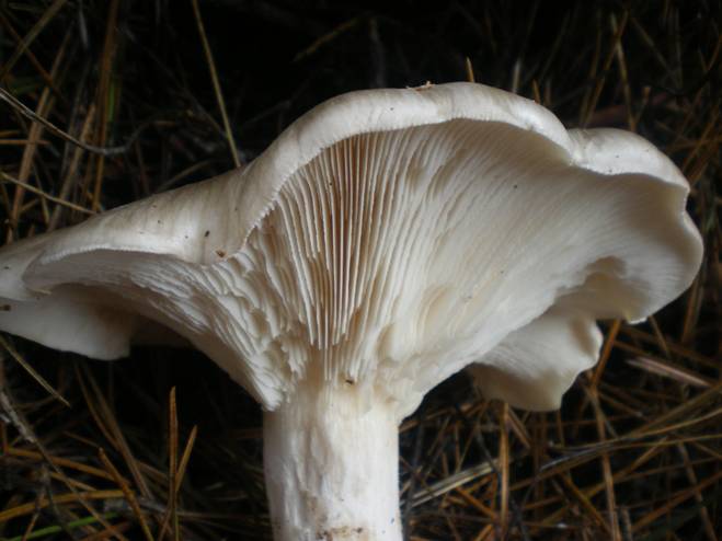 Cos''�...entoloma? e gli altri?