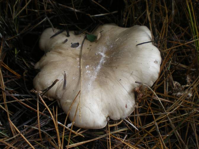 Cos''�...entoloma? e gli altri?