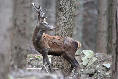 PASSIONE PER IL CERVO