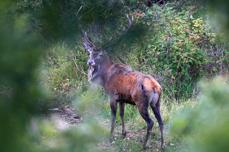 PASSIONE PER IL CERVO