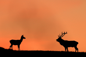 PASSIONE PER IL CERVO