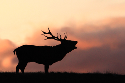 PASSIONE PER IL CERVO