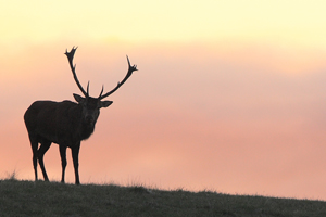 PASSIONE PER IL CERVO