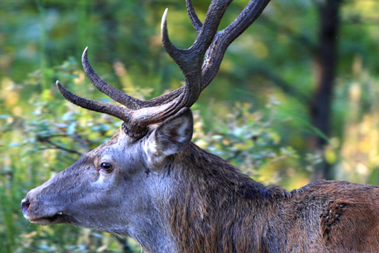 PASSIONE PER IL CERVO