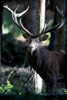 PASSIONE PER IL CERVO