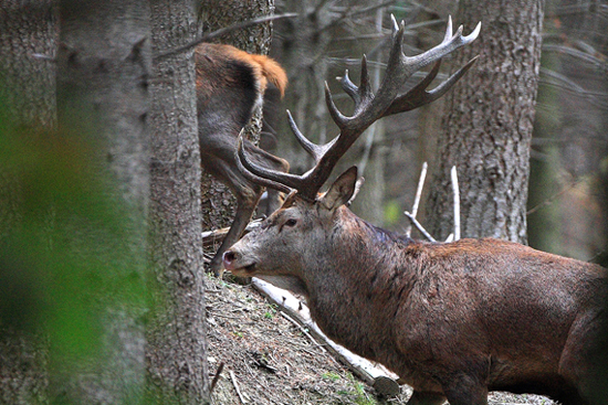 PASSIONE PER IL CERVO