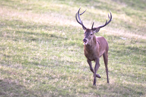 PASSIONE PER IL CERVO