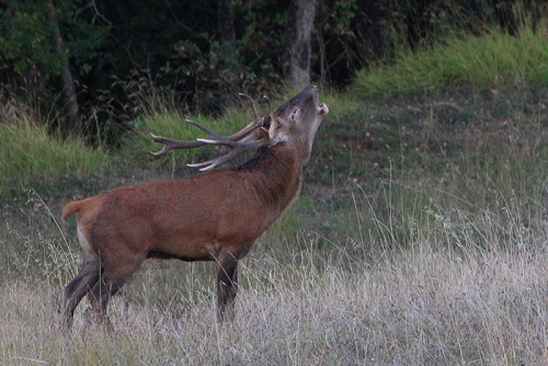 PASSIONE PER IL CERVO