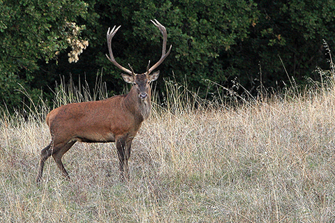 PASSIONE PER IL CERVO