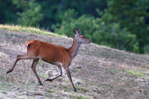 PASSIONE PER IL CERVO