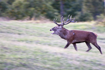 PASSIONE PER IL CERVO
