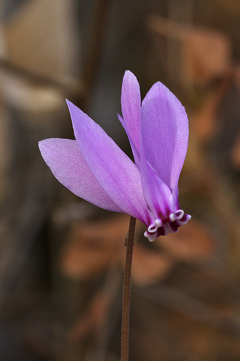 Cyclamen hederifolium