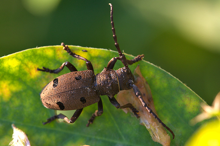 Herophila tristis abruzzese (Cerambycidae)
