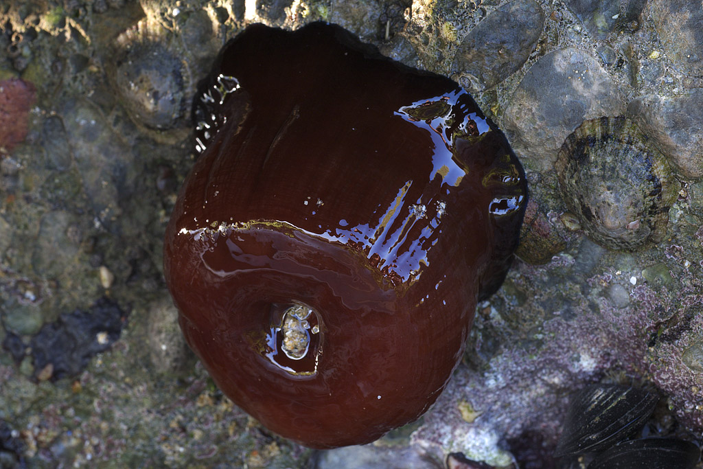 Actinia equina (Linné, 1758)