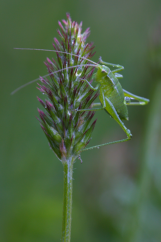 Orthoptera: due giovani Ensiferi