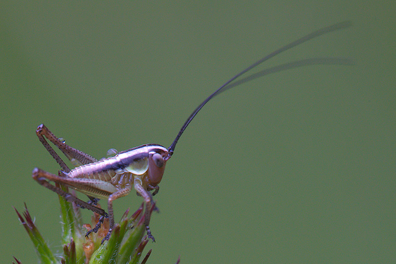 Orthoptera: due giovani Ensiferi