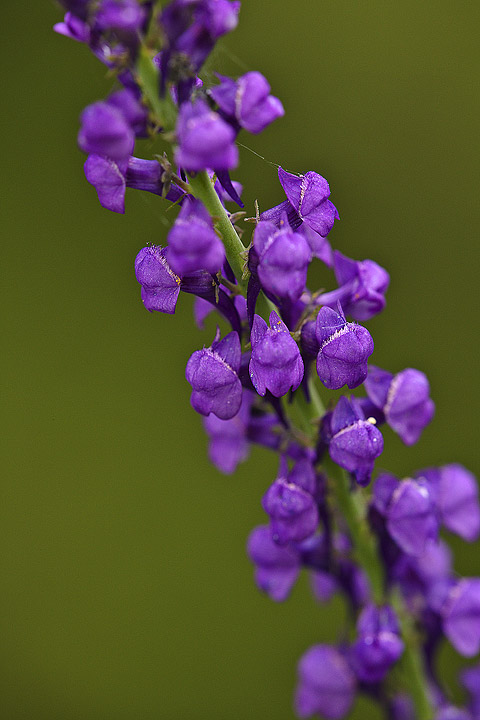 Help identificazione 3 - Linaria cfr. purpurea