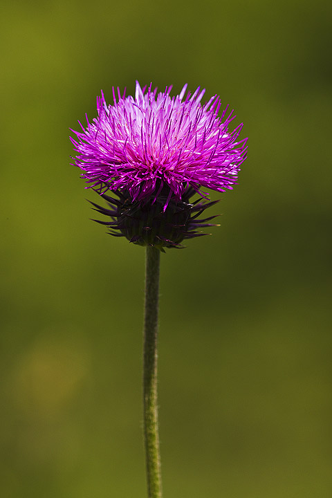 Cirsium sp. e Cantranthus ruber
