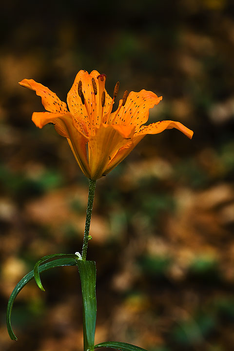 Lilium bulbiferum subsp. croceum / Giglio rosso, Giglio di San Giovanni