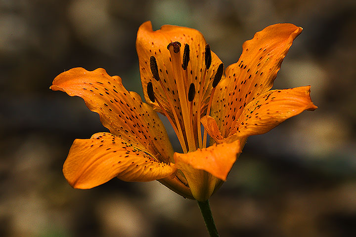 Lilium bulbiferum subsp. croceum / Giglio rosso, Giglio di San Giovanni