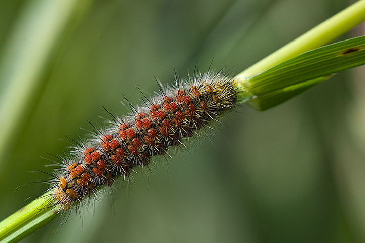 aiuto identificazione - Cymbalophora rivularis