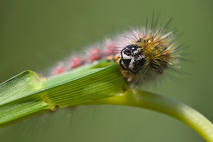 aiuto identificazione - Cymbalophora rivularis