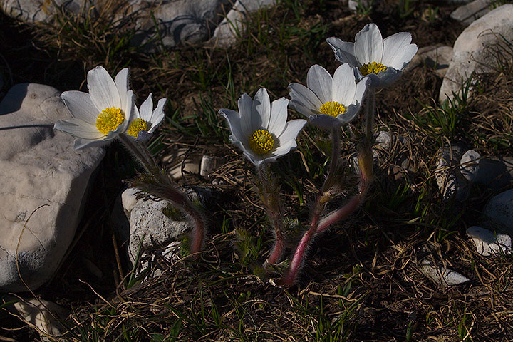 Pulsatilla alpina subsp. alpina