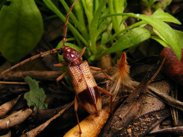 Aegosoma?? Phoracantha recurva