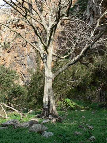 Celtis australis / Bagolaro