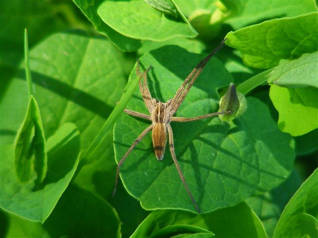 Pisaura sp.