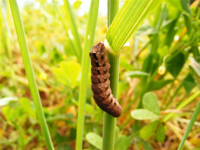 brucoda identificare