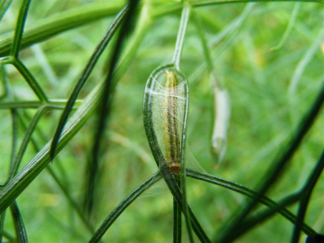 bruco di quale specie? - Agonopterix nodiflorella