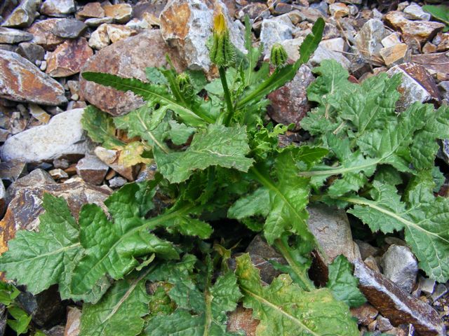 Urospermum picroides / Boccione minore