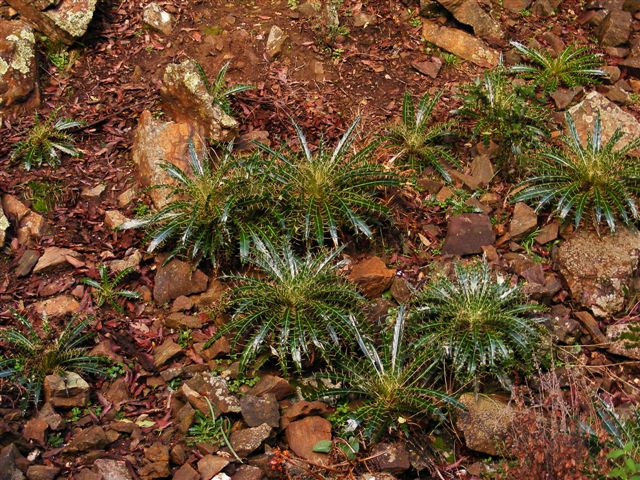 Ptilostemon casabonae / cardo di Casabona