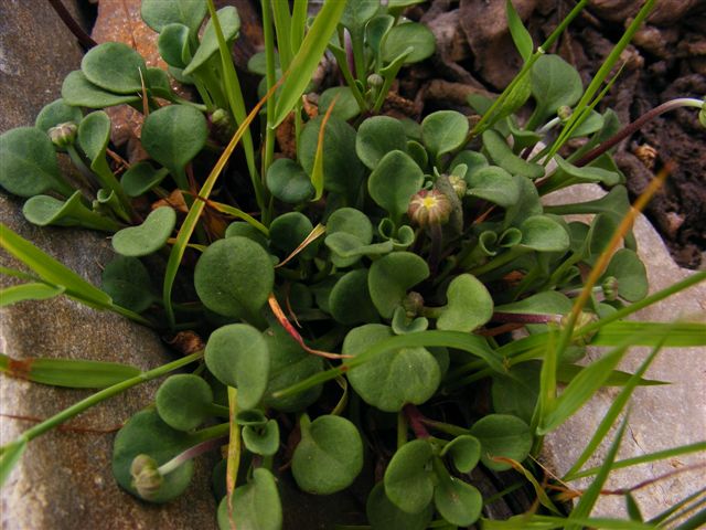 Bellium crassifolium / Pratolina delle scogliere