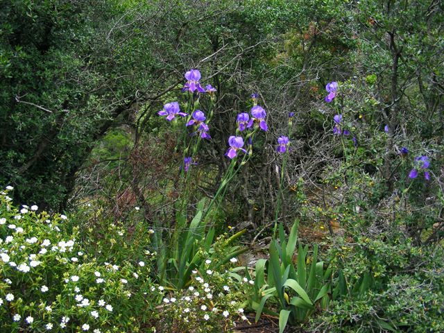 Iris pallida / Giaggiolo pallido